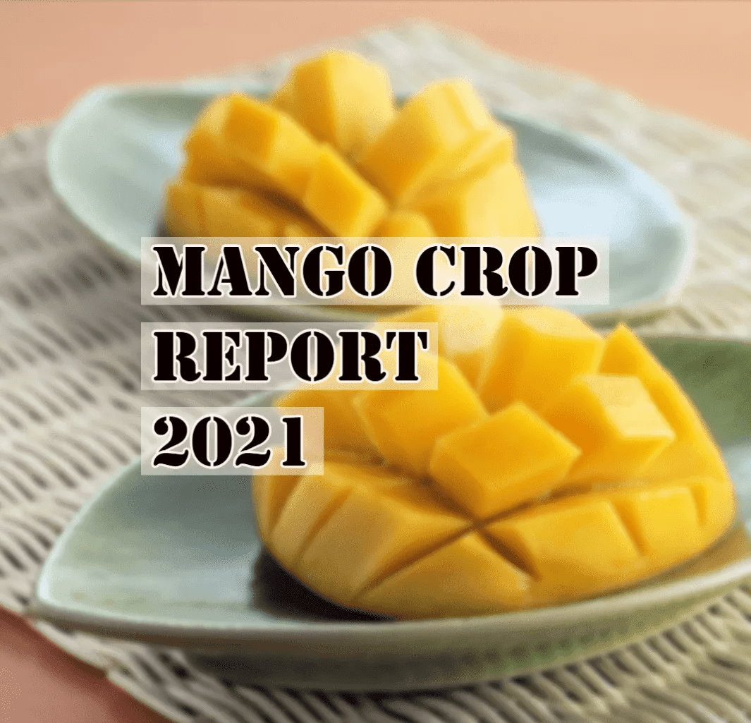 Mango Crop report 2021- Alphonso and Totapuri – ABC Fruits