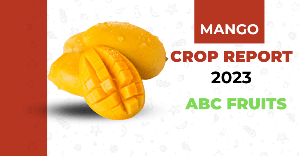 Mango crop report 2023 | Alphonso and totapuri – ABC Fruits