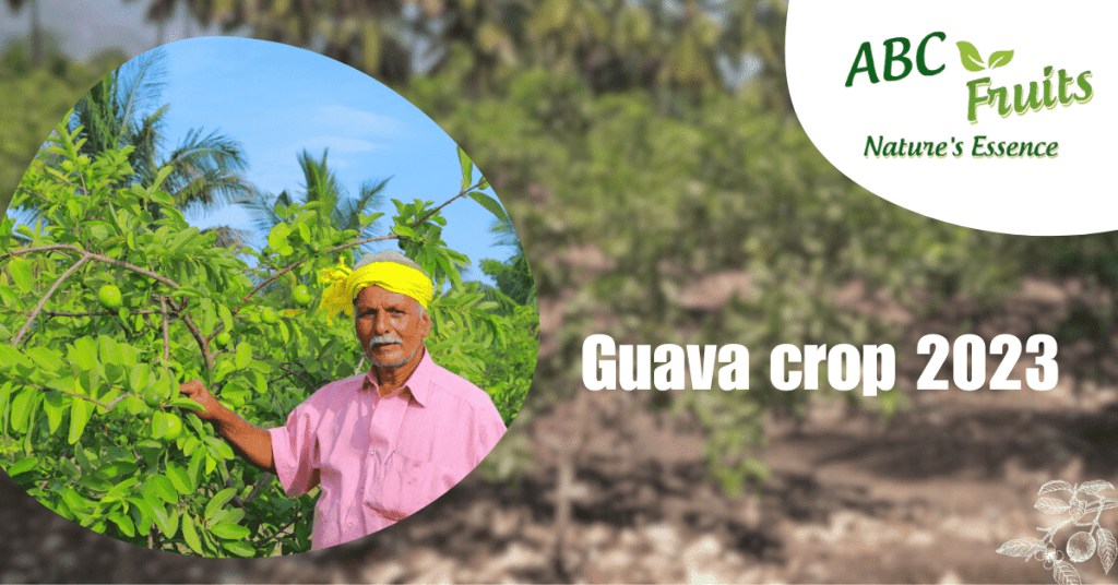 Guava crop report 2023