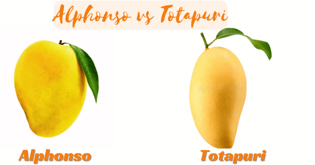 Alphonso vs Totapuri mango