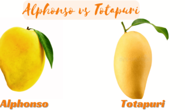 Alphonso vs Totapuri mango
