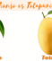 Alphonso vs Totapuri mango