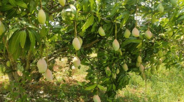 Totapuri mango