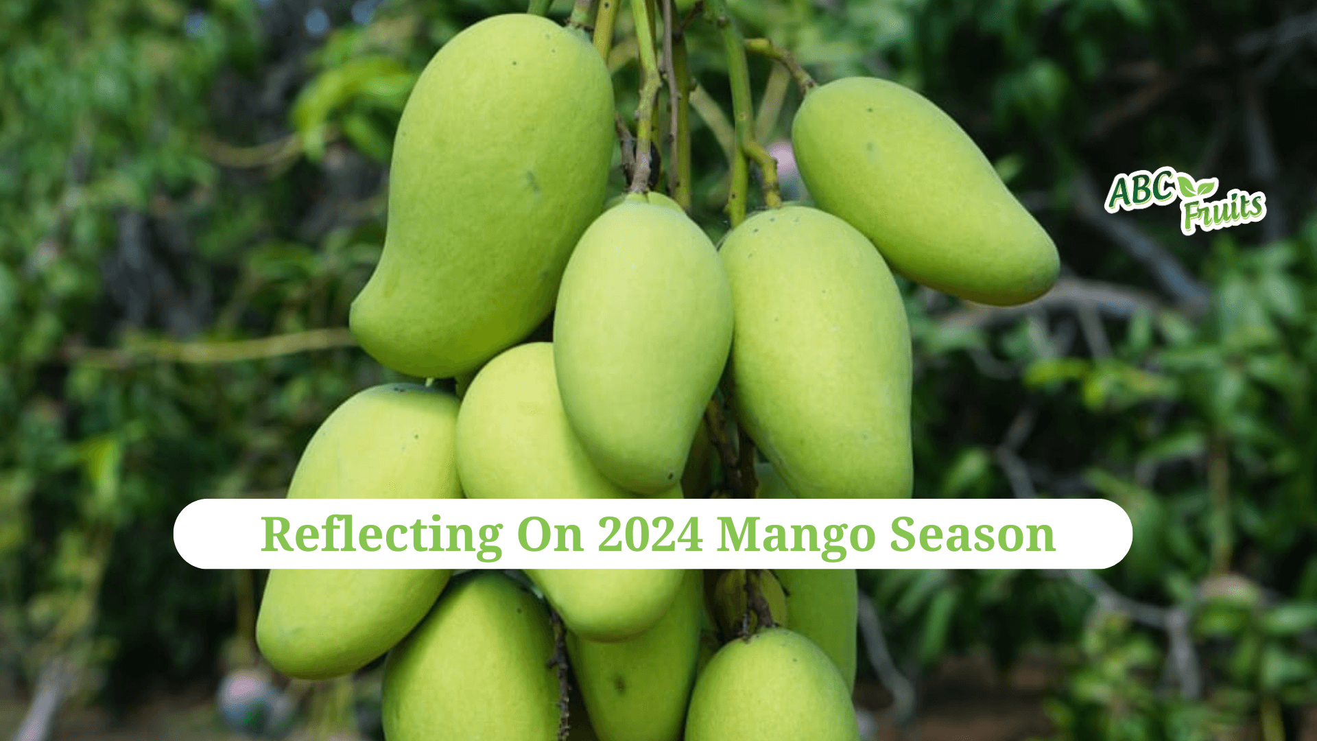 Reflecting On 2024 Mango Season