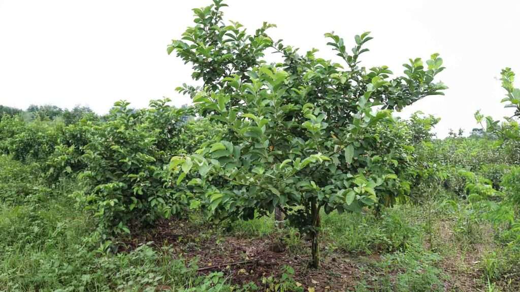 Guava farm tree image ABC Fruits