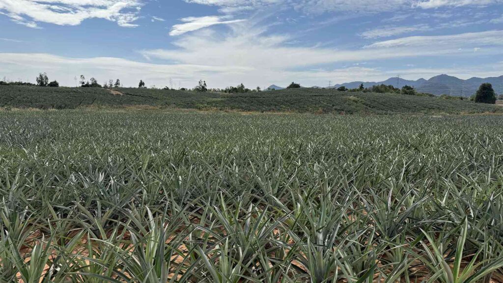 Pineapple crop field Thailand - ABC Fruits