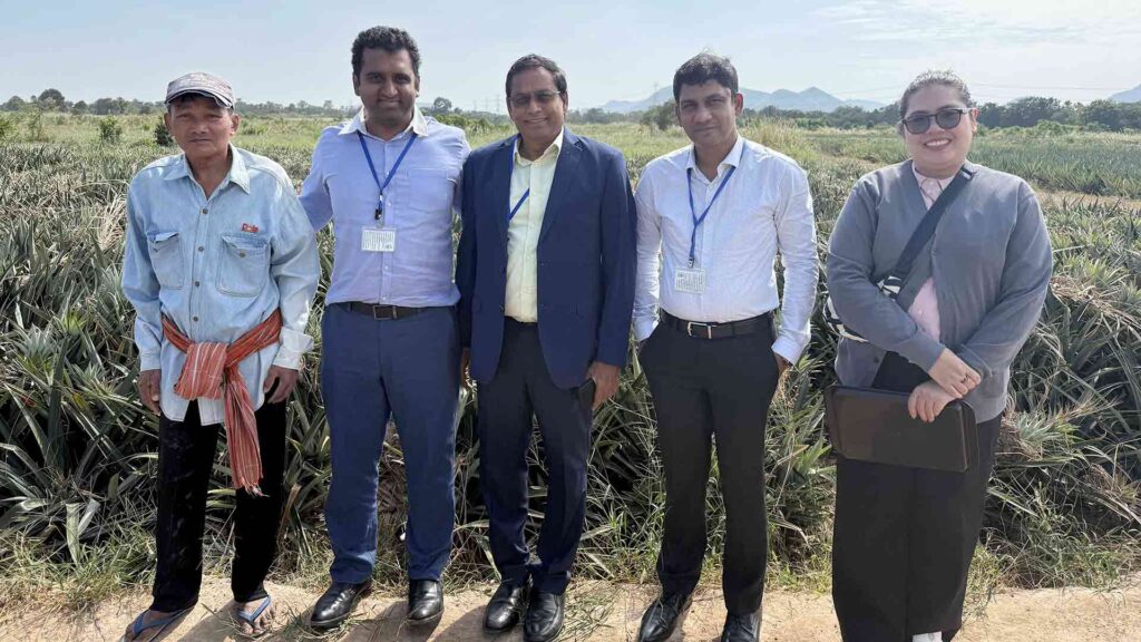 Pineapple production field Thailand Visit - ABC Fruits