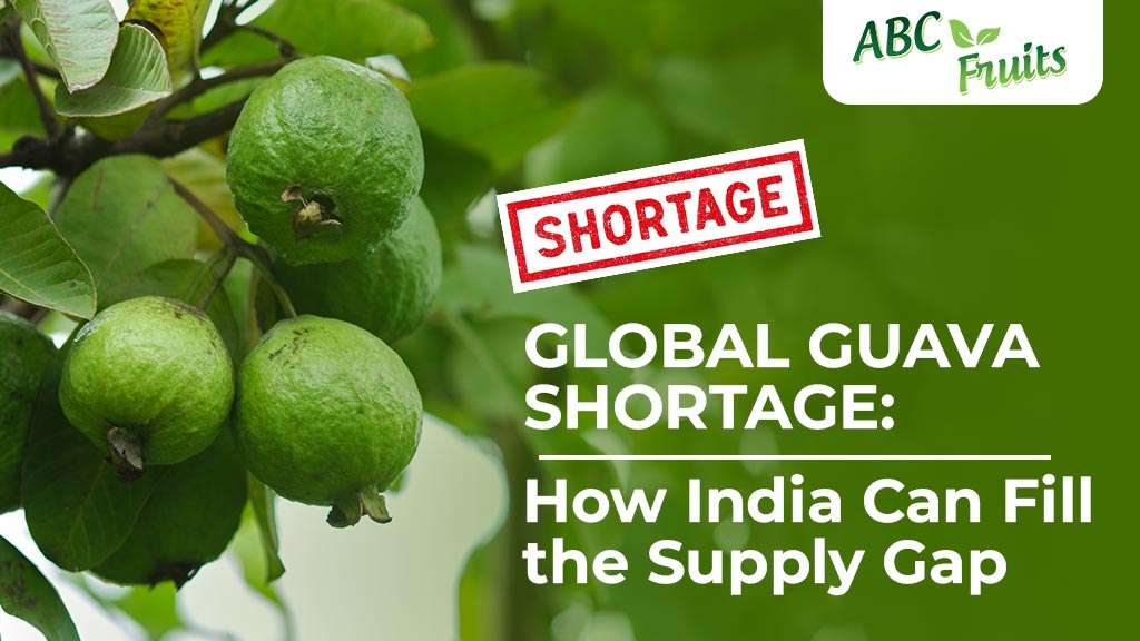 Global Guava Shortage How India Can Fill the Supply Gap - ABC Fruits