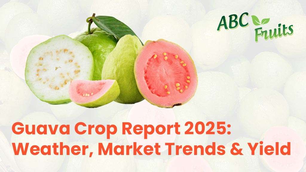 Guava Crop Report 2025: Weather, Market Trends & Yield