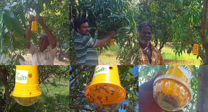 Fruit Fly Traps - Provided by ABC Fruits Organic Farming Society