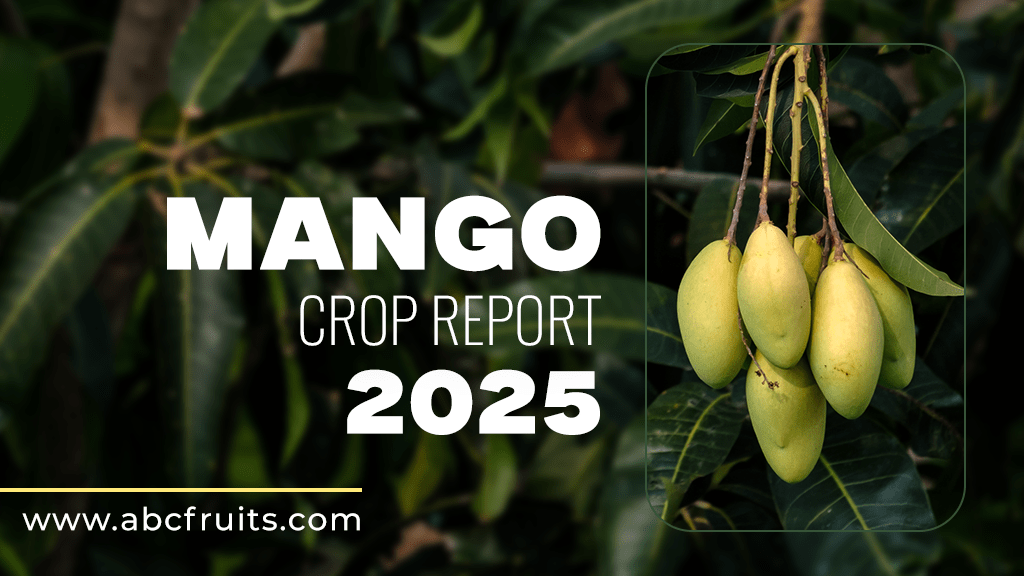 Mango Corp Report 2025 - ABC Fruits