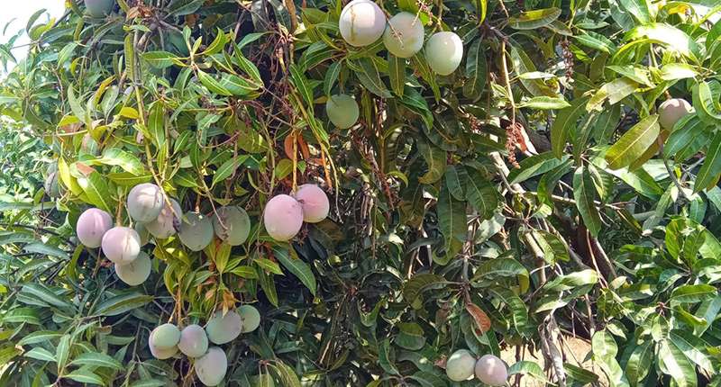 Mango Final Harvest Season