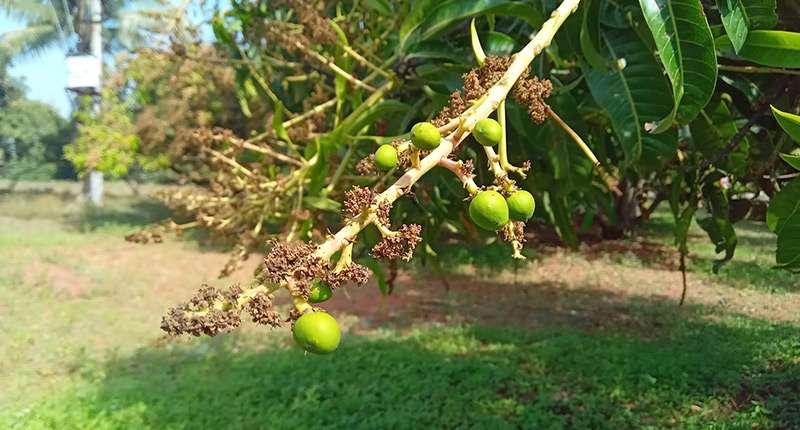 Mango Fruit Set Stage