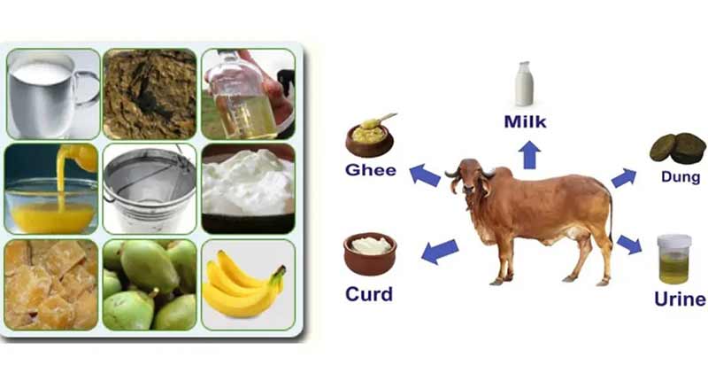 Process of making Panchagavya