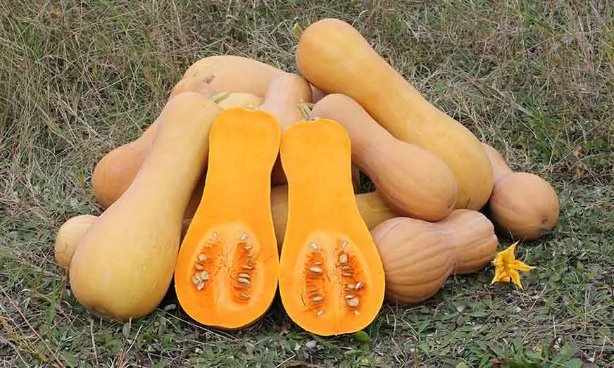 Butternut Squash Pumpkin